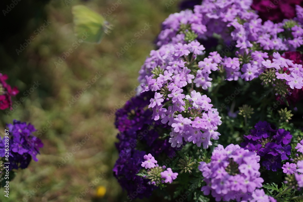 Obraz premium Fleur du jardin