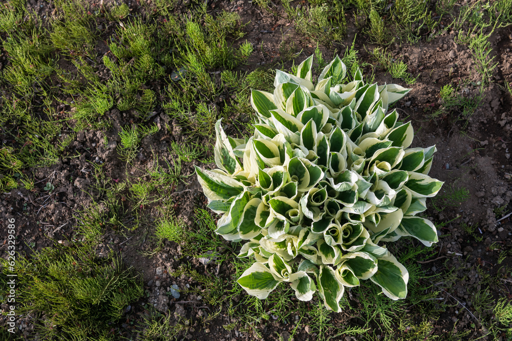 Hosta Giboshi plants with green grass at spring garden Hosta Giboshi plants with green grass at spring garden