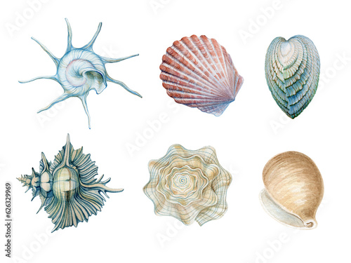 Set with watercolor illustrations of seashells isolated. Marine collection of hand drawn seashells. Can be used in stickers, textiles, scrapbooking and wrapping paper.