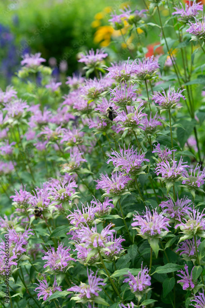 Obraz premium pink monarda flowers in the garden