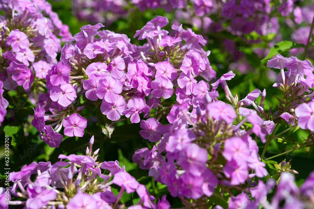 pink phlox in the sun close-up