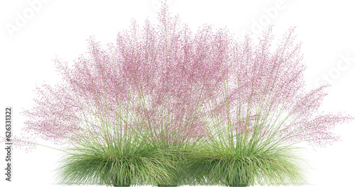 Fototapeta Naklejka Na Ścianę i Meble -  Side view of wild pampas grass