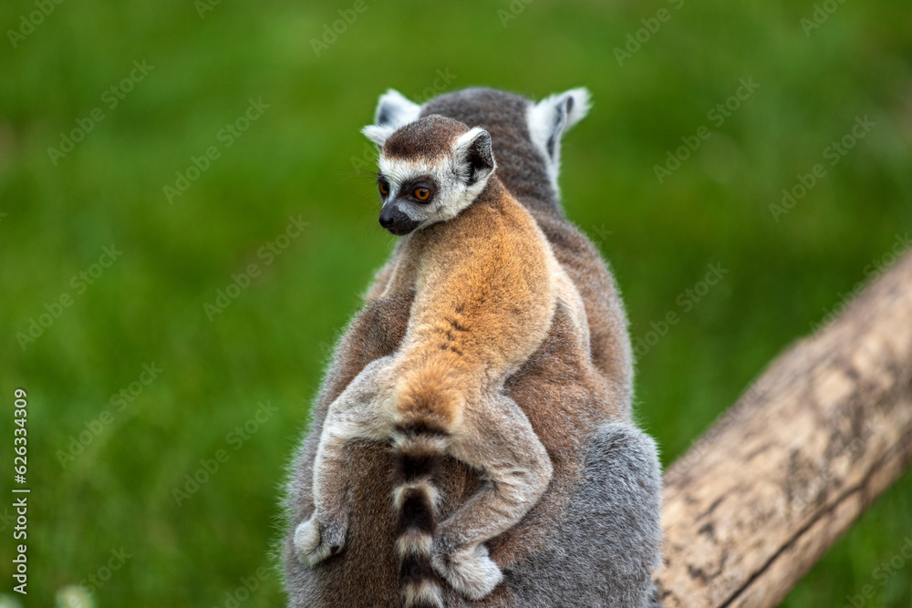 Fototapeta premium Ring-tailed lemur and little baby on her back