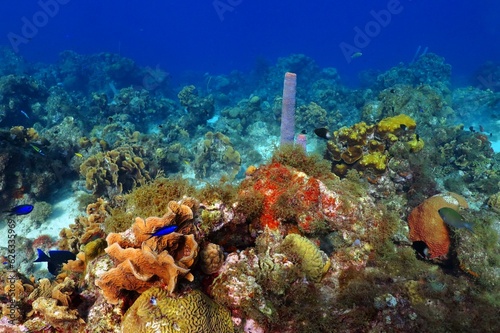 Fotografia Corals and fish in the tropical ocean, underwater seascape