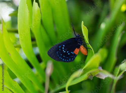 Photography Female Atala butterfly laying eggs on her host plant the coontie palm