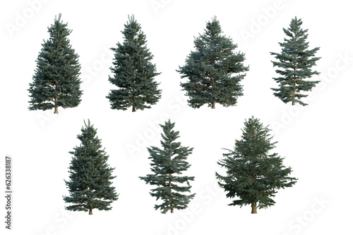 Abies-concolor in transparent background © Kampanat