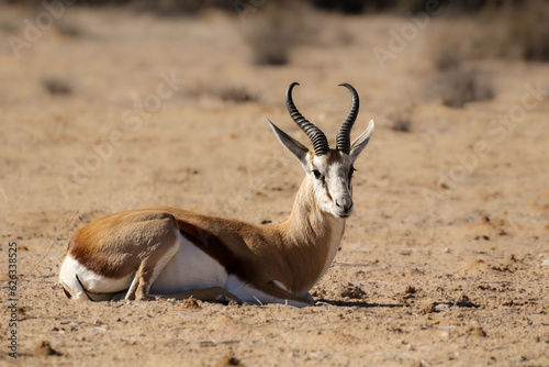 Springbok (Antidorcus marsupialis) in the Kalahari (Kgalagadi)   photo