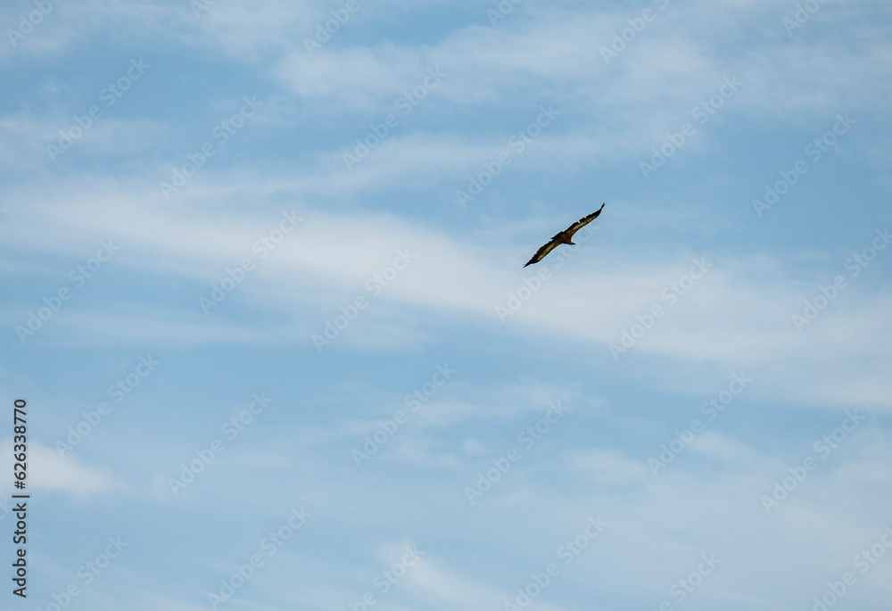 The Eurasian griffon vulture flying high in the sky over small istrian town of Brsec, Croatia The Eurasian griffon vulture flying high in the sky over small istrian town of Brsec, Croatia