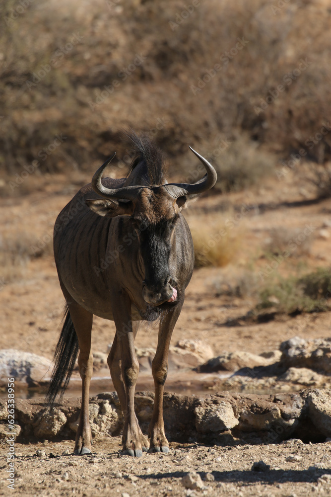 Blue Wildebeest in the Kalahari 