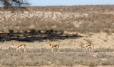 Springbok (Antidorcus marsupialis) in the Kalahari (Kgalagadi)  
