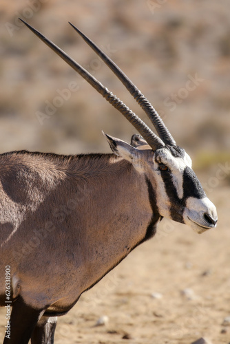 Gemsbok or Oryx in the Kalahari 