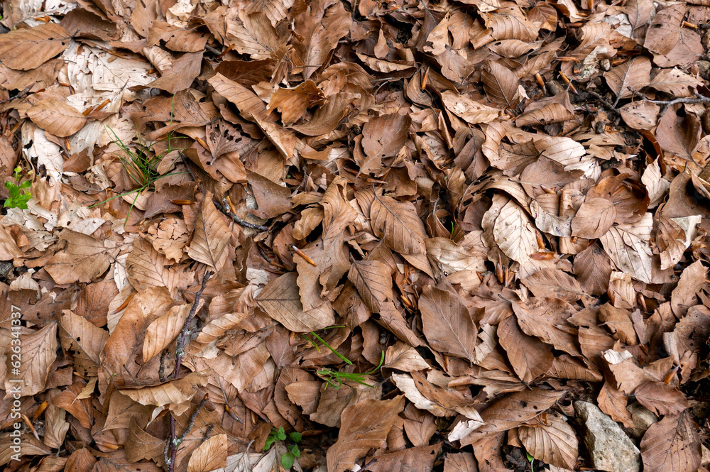large amount of dry leaves on the ground in the woods large amount of dry leaves on the ground in the woods