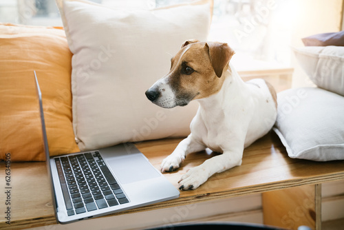 Serious dog using laptop working remotely online. Lying on wooden bench near the window with orange and beige pillows. Sunny daylight © Iryna&Maya