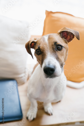 Dog sad confused emotions portrait sitting on wooden bench with yellow and blue pillows at the background. Lovely Jack Russell terrier face looking at the camera. Vertical composition