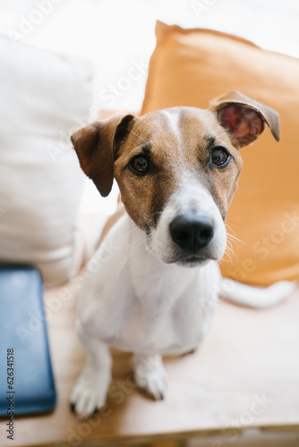 Dog portrait sitting on wooden bench with yellow and blue pillows at the background. Lovely Jack Russell terrier face looking at the camera. Vertical composition