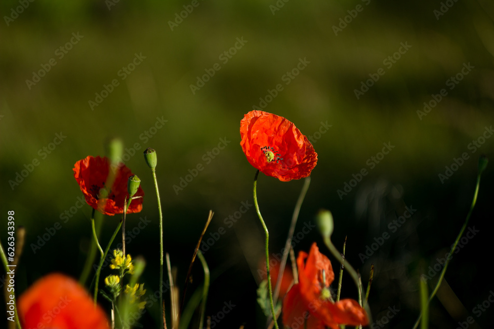 Obraz premium beautiful flowers, floral concept background