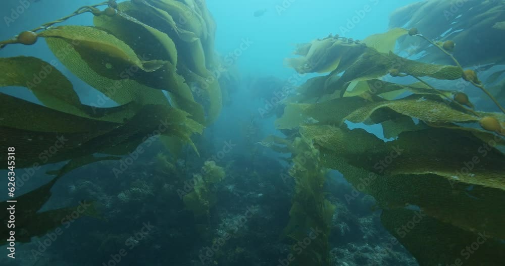 Giant brown kelp flowing in current.