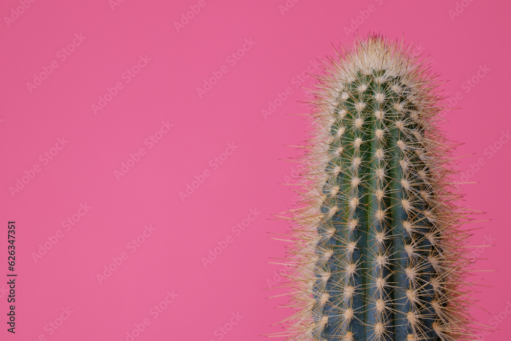 Green Cactus on pink background. Cactus with large thorns closeup. Green Cactus on pink background. Cactus with large thorns closeup.