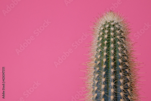 Green Cactus on pink background. Cactus with large thorns closeup.