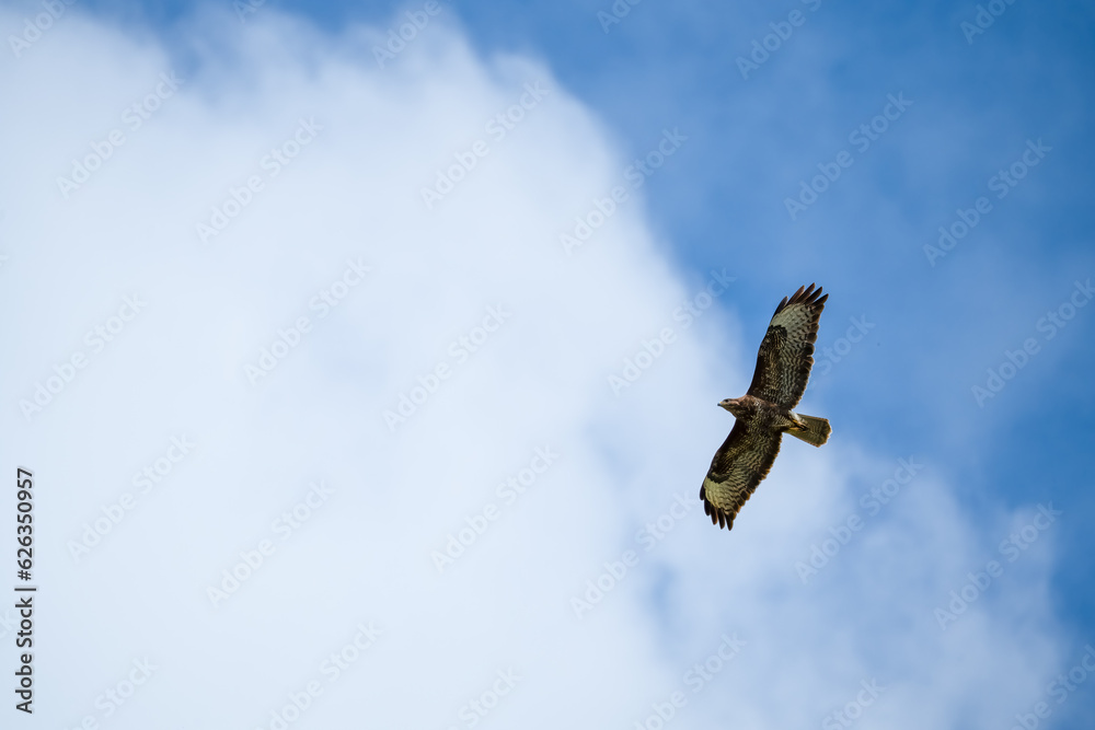 Fototapeta premium a buzzard (Buteo buteo) in flight, blue sky, white could