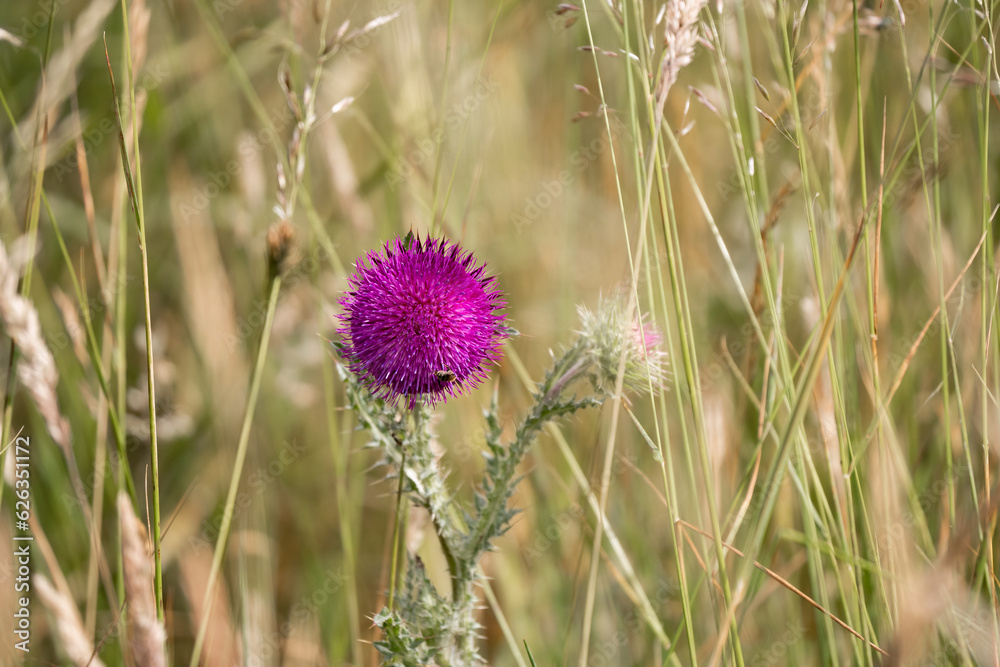 beautiful closeup of a dark pink flower on Musk Thistle (Carduus nutans)