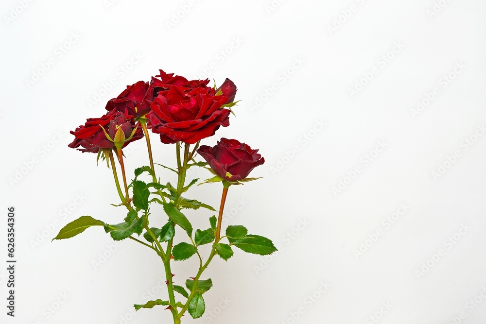 Fototapeta premium One red rose flower with green leaves and buds on a light gray background for a postcard