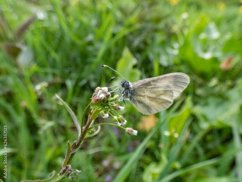 Fototapeta premium Close-up of the wood white butterfly (Leptidea sinapis / juvernica) on a plant in summer. The butterfly with white wings with grey markings