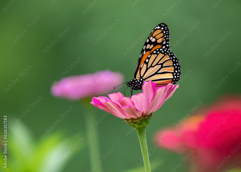 monarch butterfly monarch butterfly