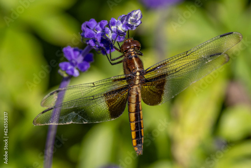 female Widow Skimmer (Libellula luctuosa) on Blue Flower photo