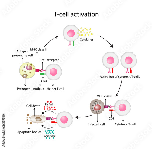 T-Cell activation diagram, helper T-cell and cytotoxic T-cell. Vector illustration.	
