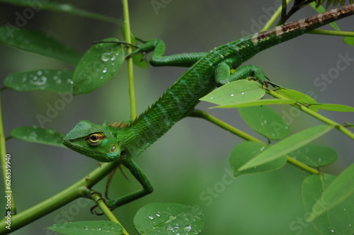 Green Lizard on tree