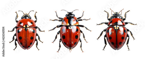 ladybug isolated on transparent background ,lady bug isolated clip art ,generative ai © Leo