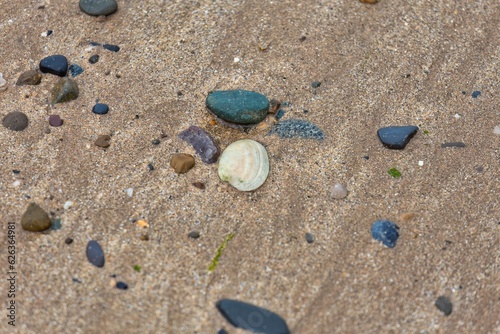 shells on the beach in Llandudno