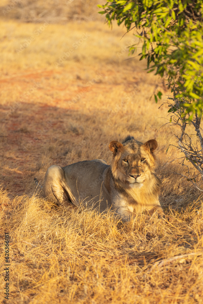 Lion looking straight into the lense in Tsavo East National Park, Kenya Lion looking straight into the lense in Tsavo East National Park, Kenya