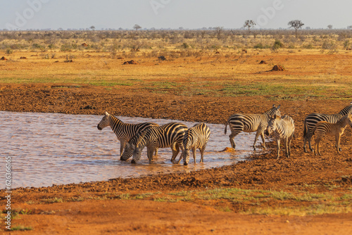 Zebras at the waterhole in Tsavo East National Park, Kenya