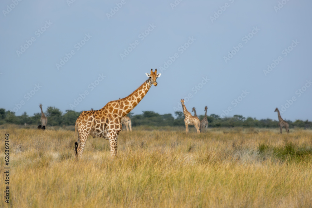 Fototapeta premium Small herd or group of giraffe, Giraffa, in warm golden morning light, Etosha, Namibia