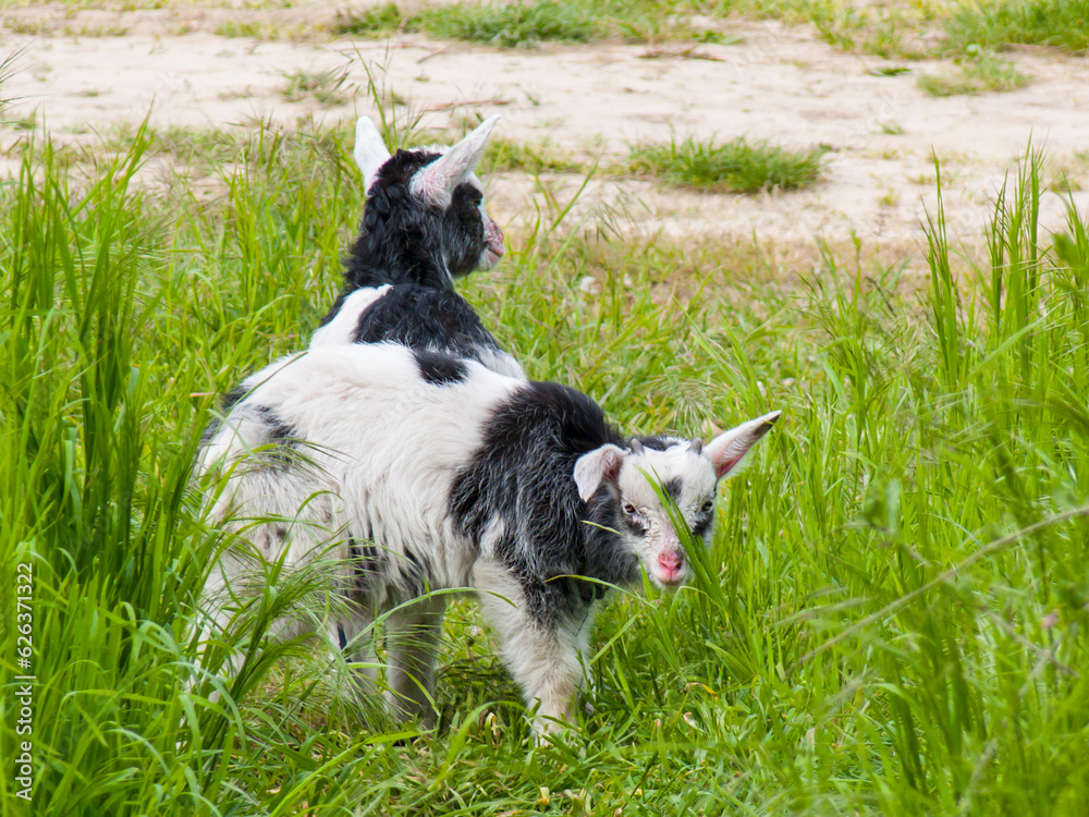 black and white goats playing in the green grass black and white goats playing in the green grass