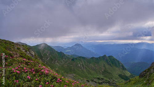 Blooming pink rhododendrons against a foggy mountain landscape