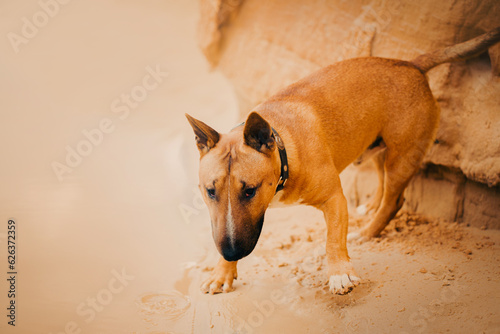 A ginger cute Bull Terrier standing on a sandy beach near the sea on a summer day. Relaxation and the beauty of nature.  ©  Valeri Vatel