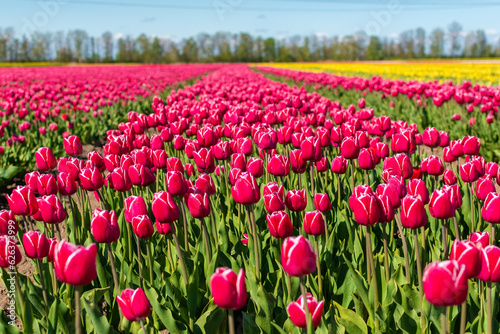 field of tulips