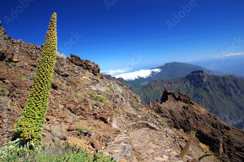 Echium Wildpretii auf La Palma photo