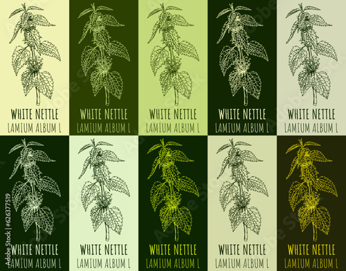 Set of vector drawing WHITE NETTLE in various colors. Hand drawn illustration. The Latin name is LAMIUM ALBUM L