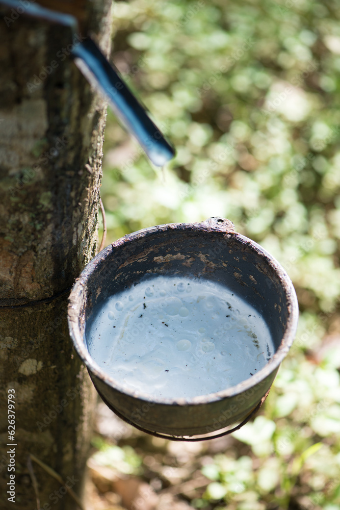 Fototapeta premium Rubber tree,Hevea brasiliensis or Para