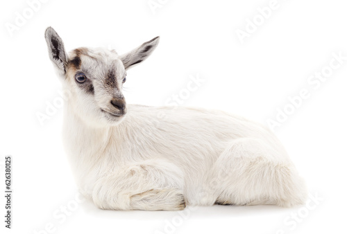 Little white goat.