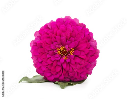 One pink zinnia.