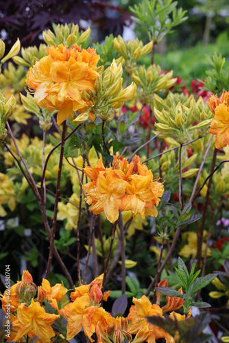 Beautiful blooming yellow azalea flowers in garden