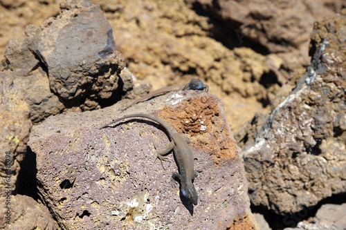 Eidechse auf Lavafelsen auf La Palma photo