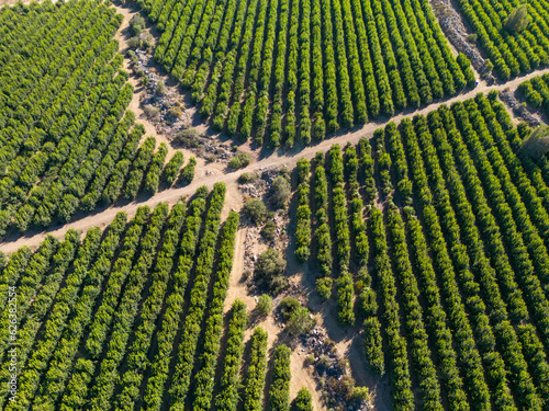 Aerial view of citriculture in Petorca in Chile, South America - plantation of citrus fruits photo