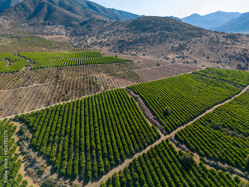 Aerial view of citriculture in Petorca in Chile, South America - plantation of citrus fruits