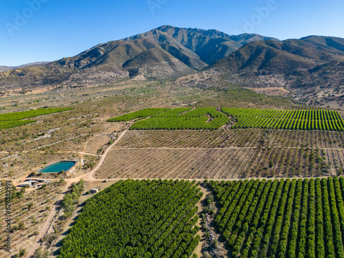 Aerial view of citriculture in Petorca in Chile, South America - plantation of citrus fruits photo
